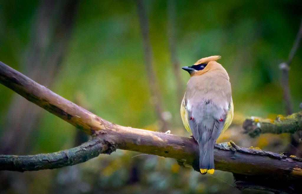 Cedar waxwing