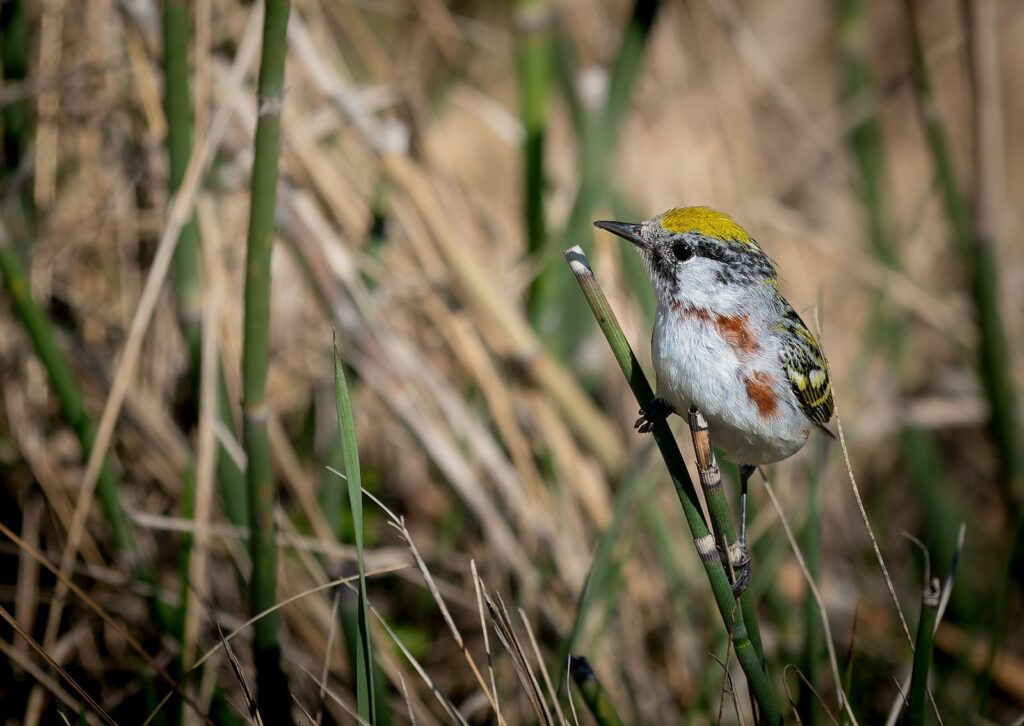 Chestnut-sided warbler