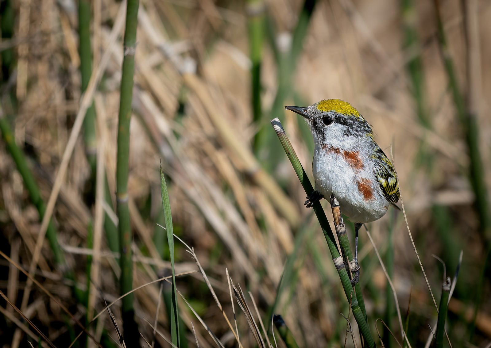 Chestnut-sided warbler photographed in Manitoba