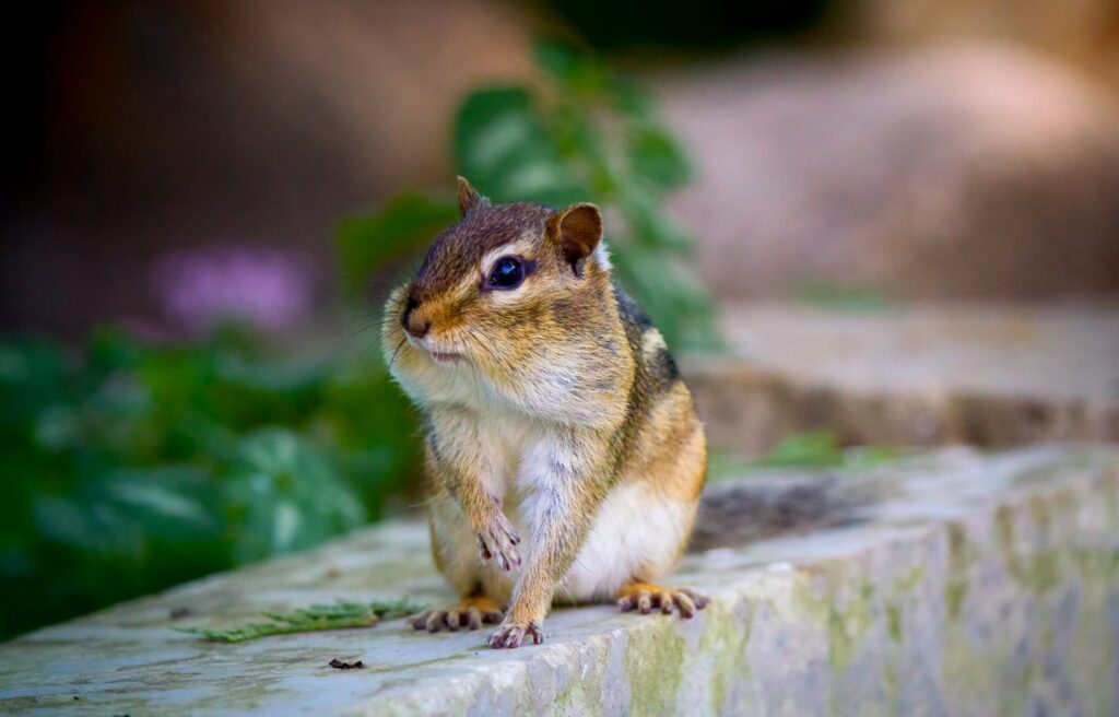 Chipmunk