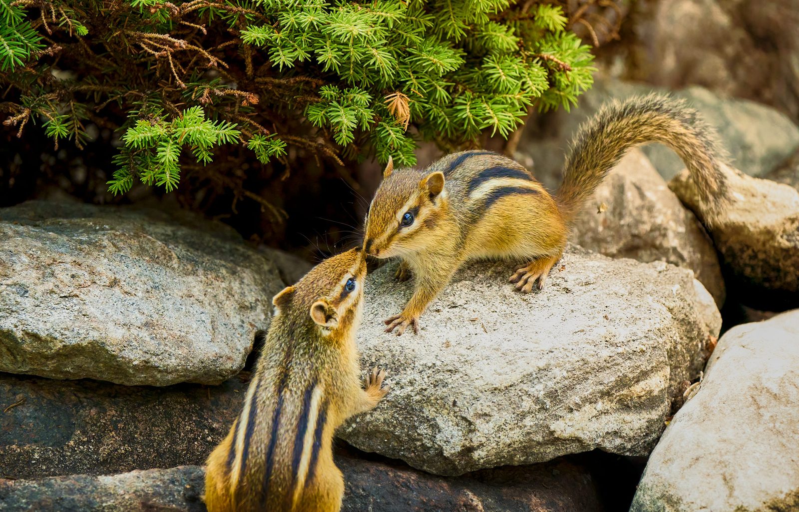Chipmunk photographed in Manitoba, 1