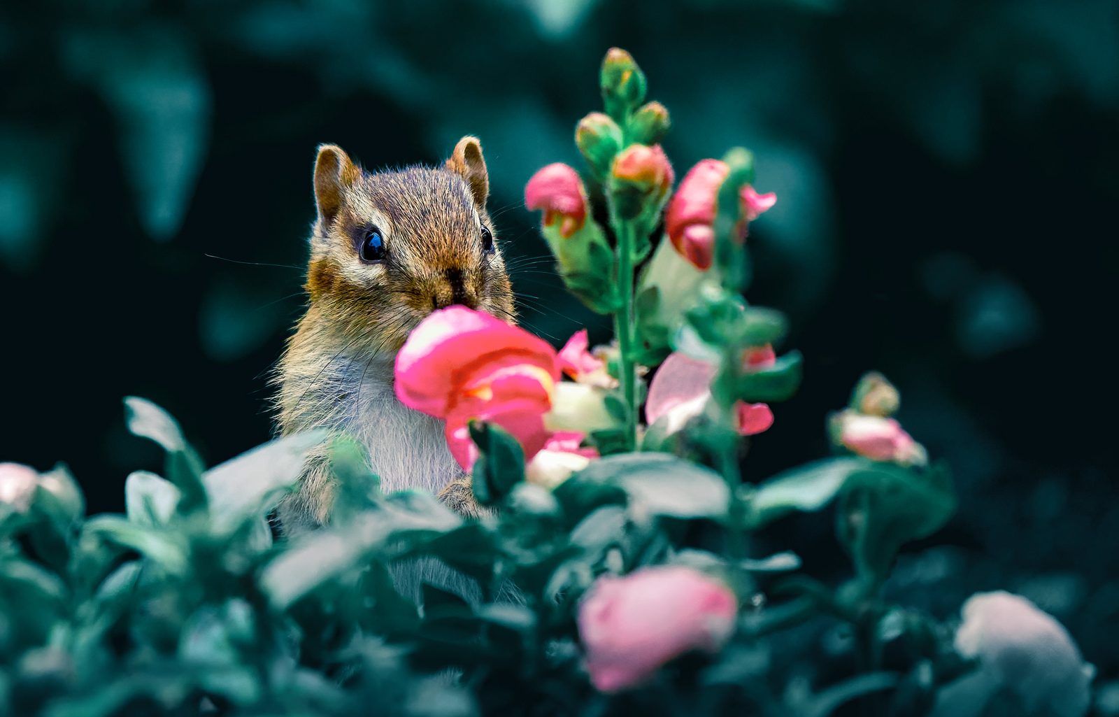 Chipmunk photographed in Manitoba, 2