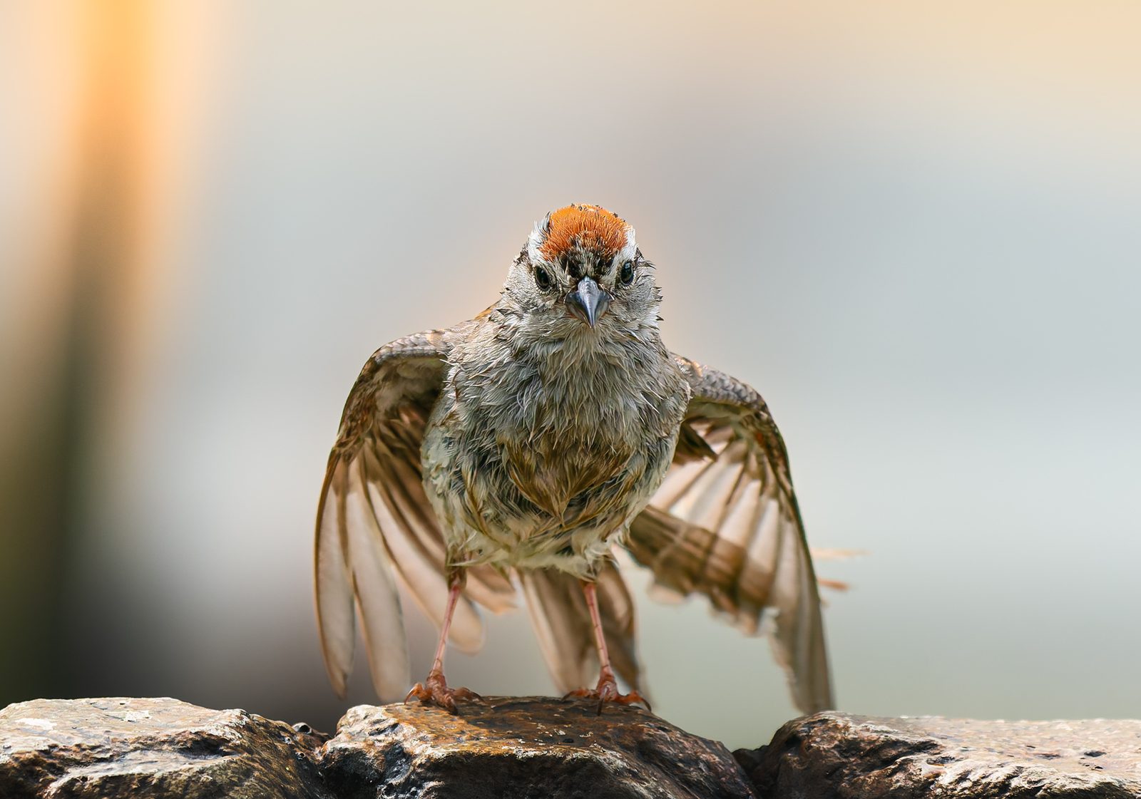 Chipping sparrow photographed in Manitoba