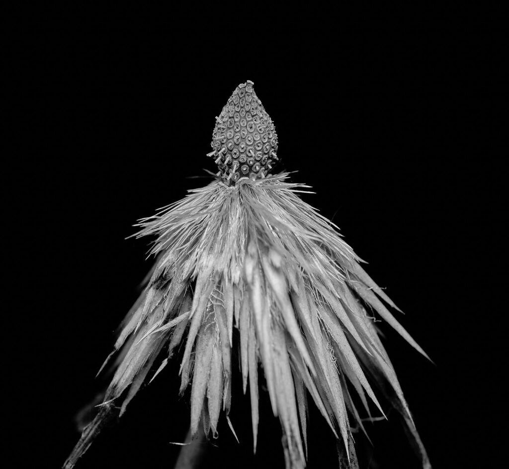 A spiky seed head against a black background