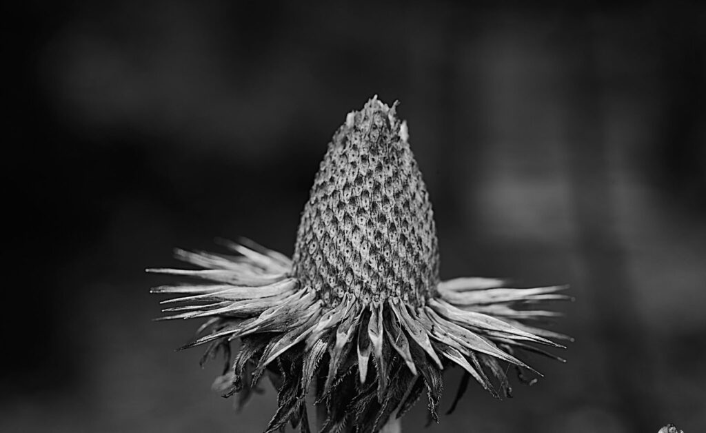A thistle-like seed head surrounded by spiky bracts