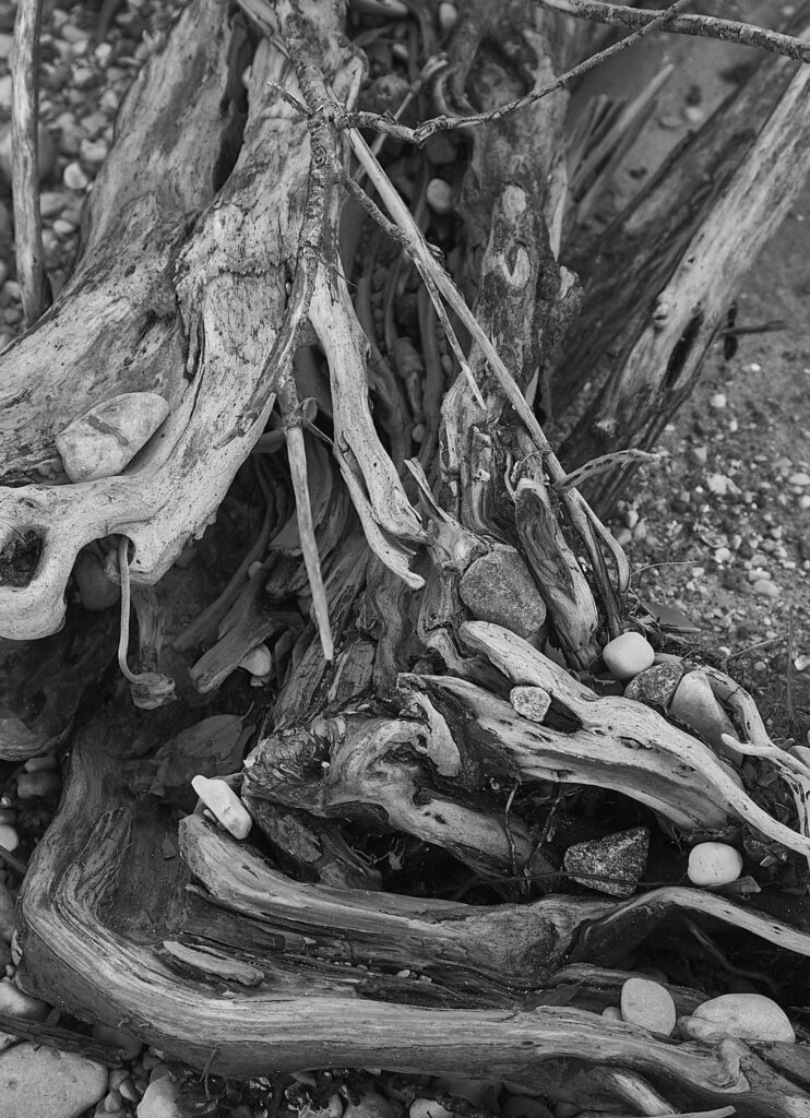 Twisted roots and dried stalks