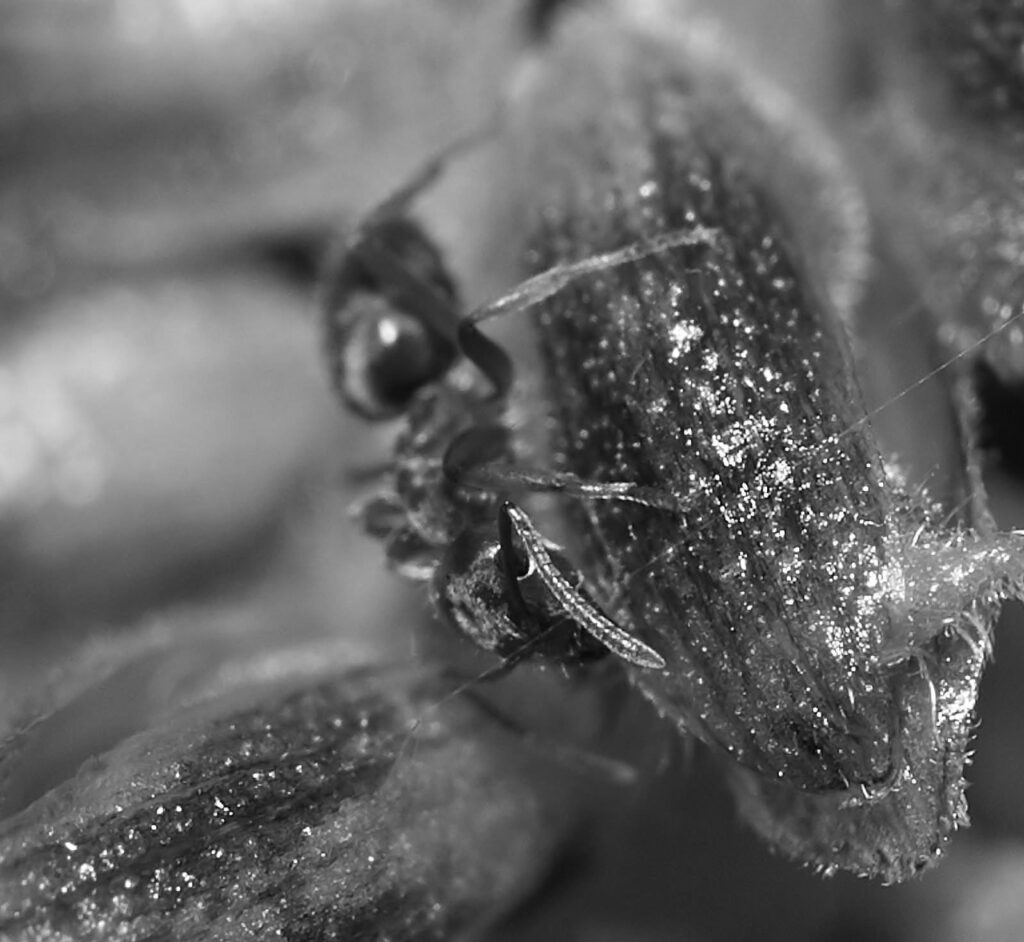 A glittering insect close up on a plant