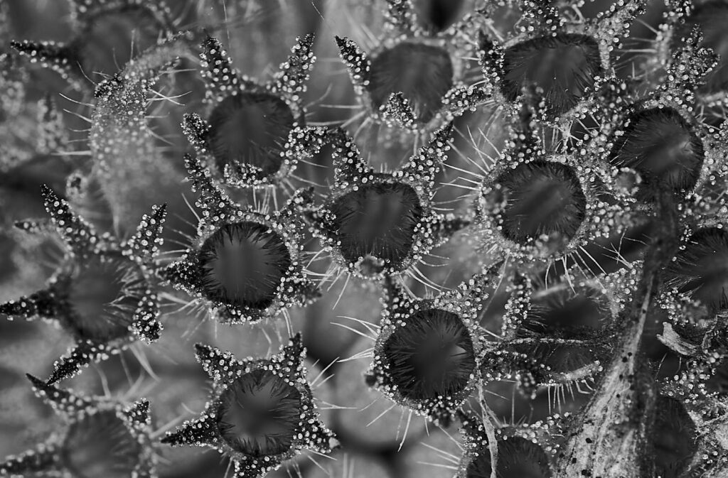 A seed head covered in tiny dew droplets
