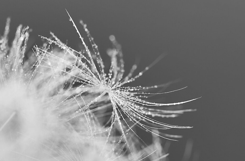 A dandelion seed catching the light
