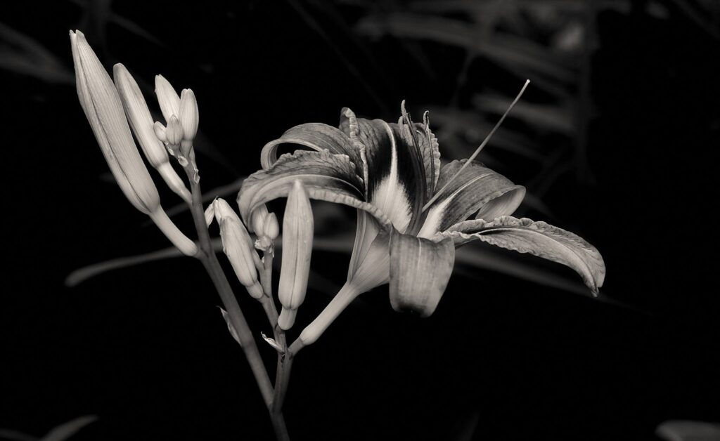 A daylily against a dark background