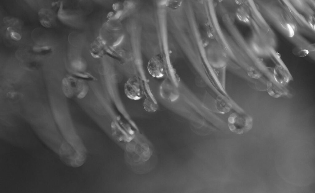 Dewdrops clinging to flower filaments