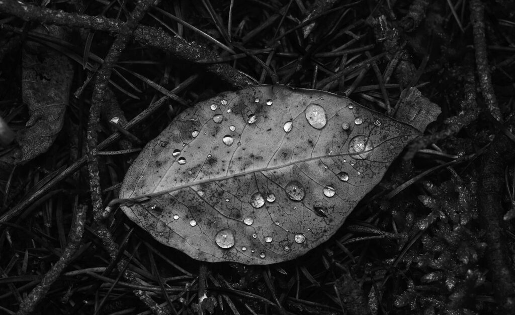 A leaf dotted with raindrops