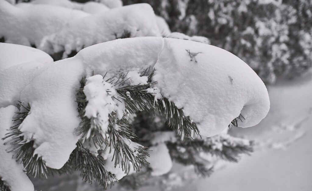 Snow piled on pine needles