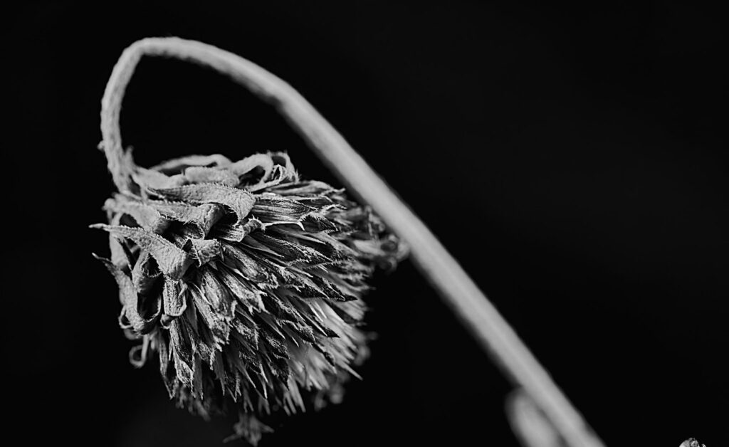 A dried seed head drooping on its stem