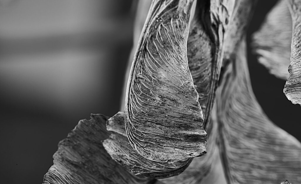 A dried seed pod in close detail