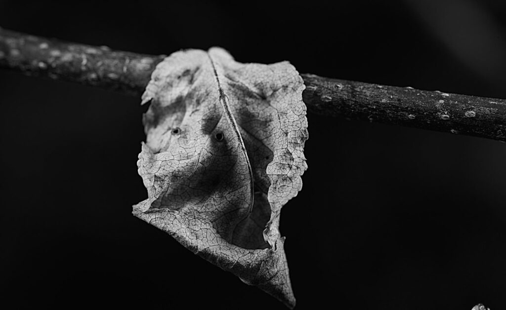 A curled dead leaf on a branch