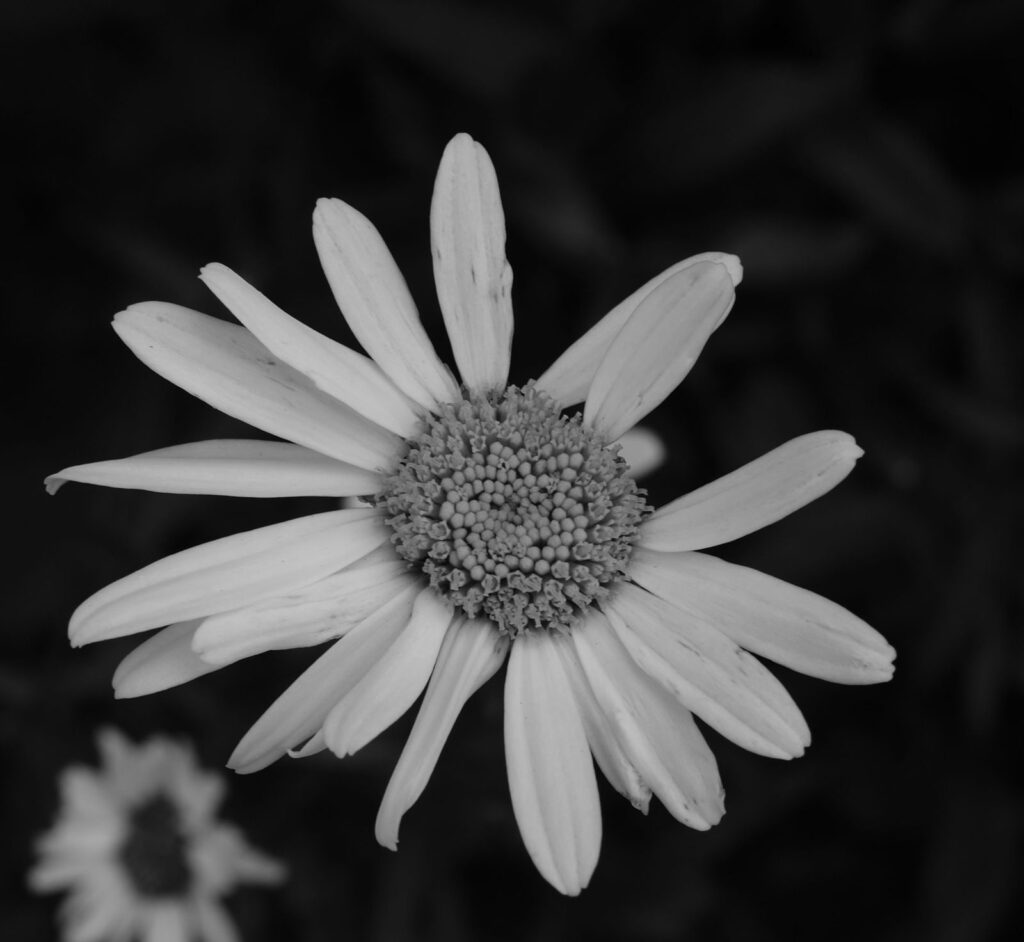 A daisy-like flower in soft light