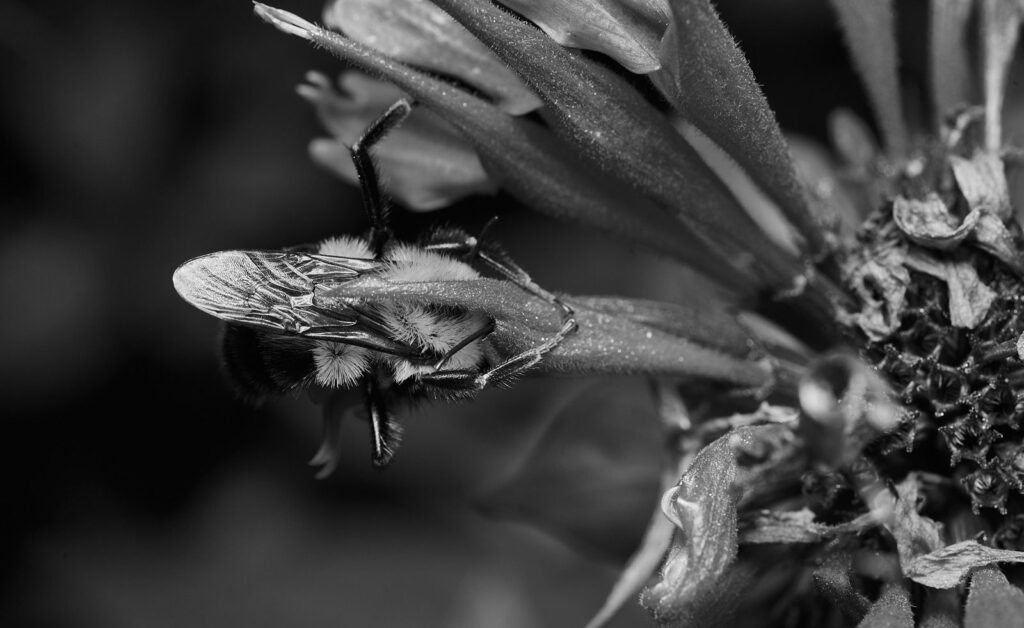 A bee on a flower