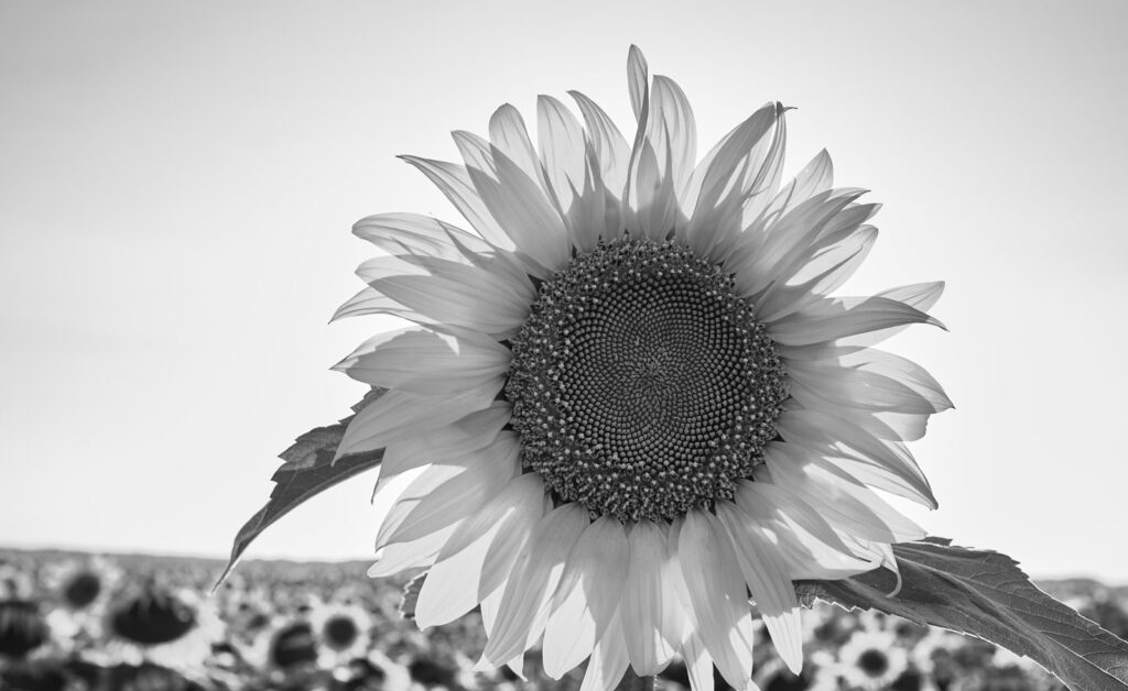 A sunflower facing the camera