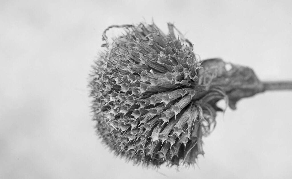 A dried sunflower head turned to the side