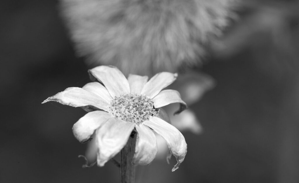A small white flower with a soft background