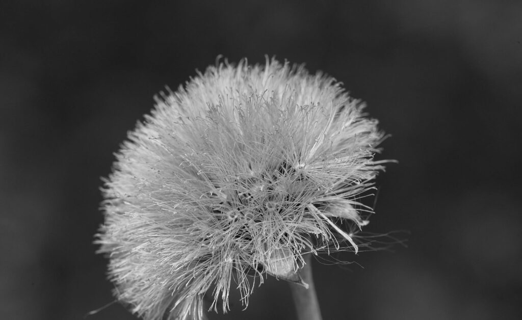 A dandelion seed head