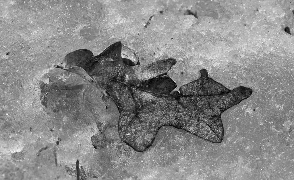 A leaf frozen in ice