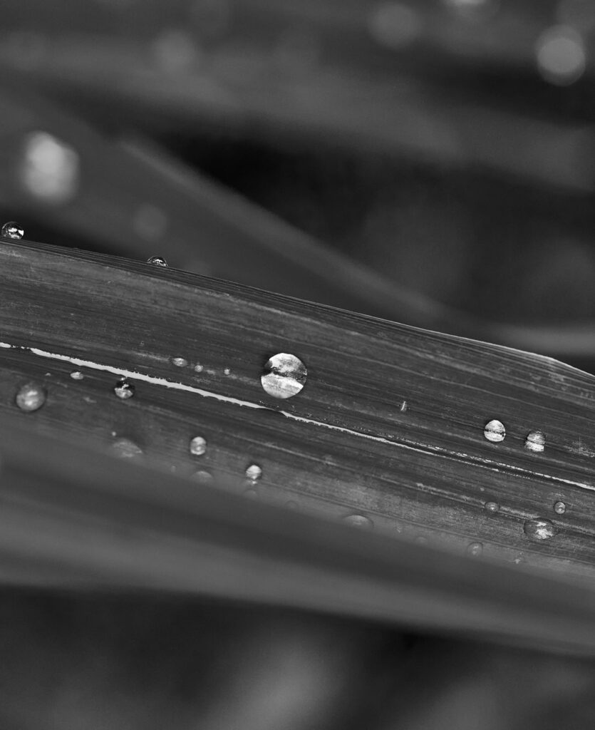 Water droplets on a long green leaf