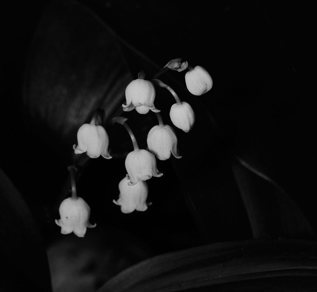 Lily of the valley blossoms