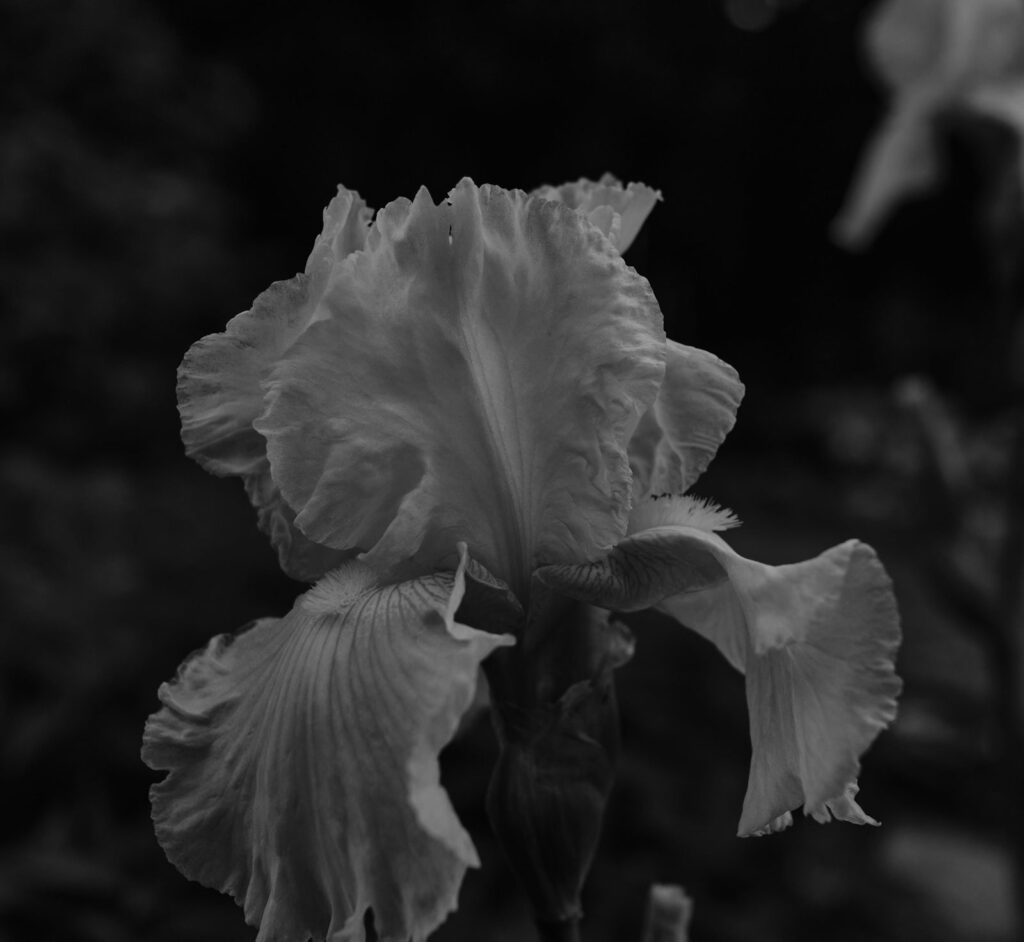 A bearded iris in bloom