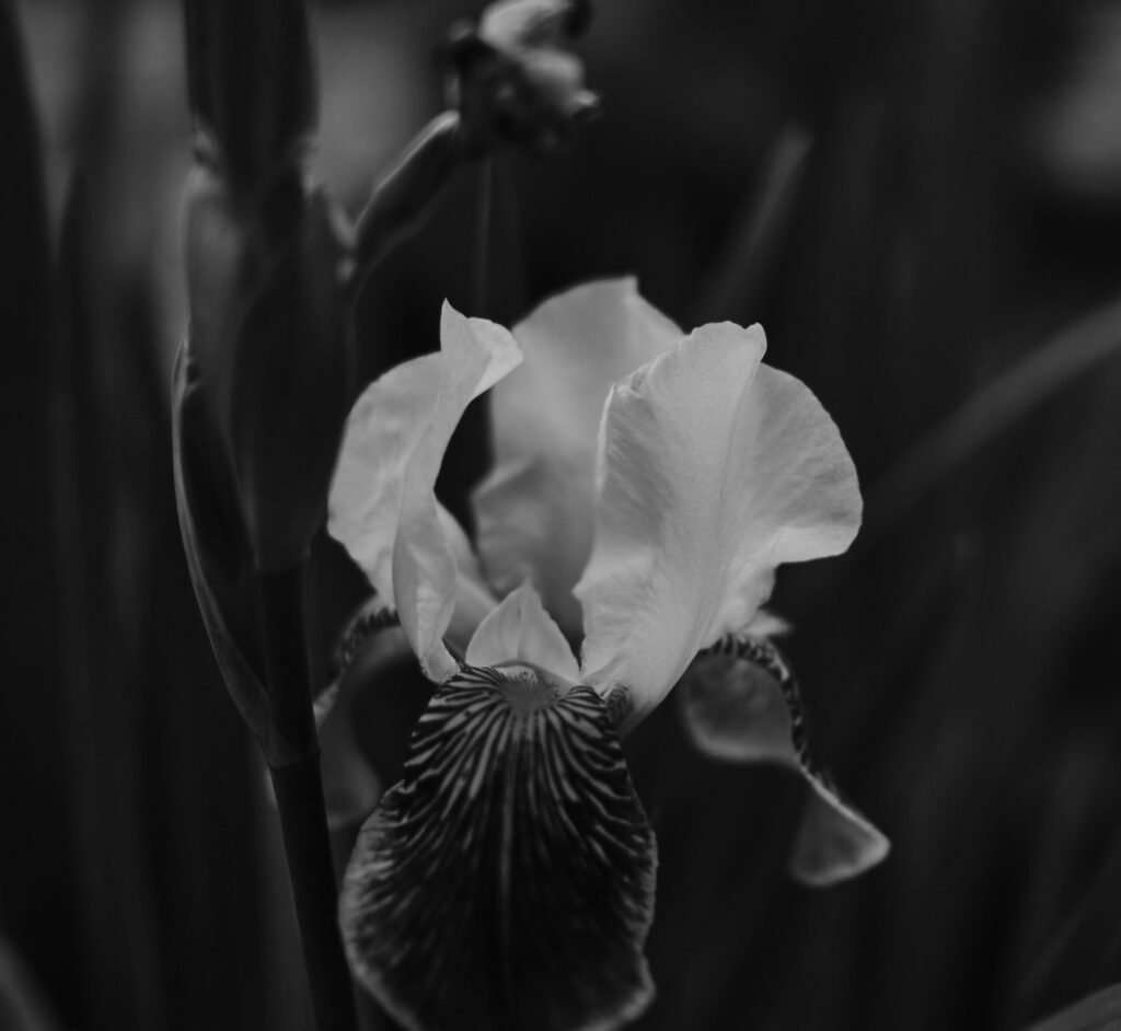 An iris in the half-light