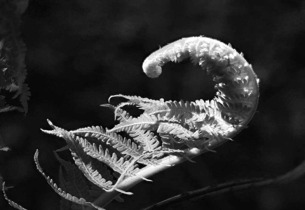 A fern unfurling