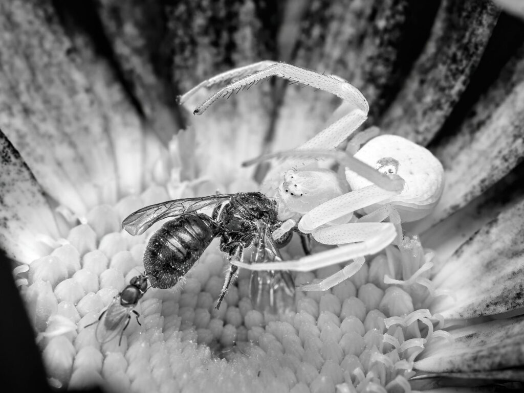 A spider and an insect on a flower