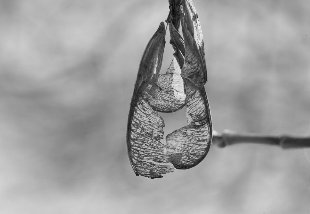 Seed pods hanging against a pale background