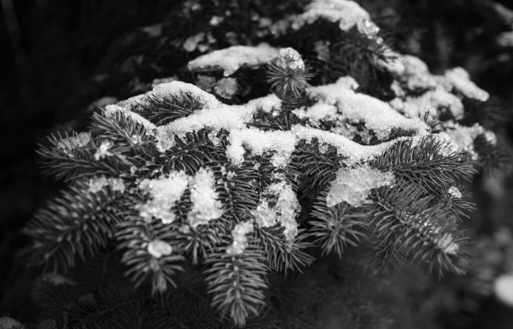 Snow resting on spruce boughs