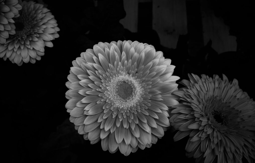 Gerbera daisies in the dark