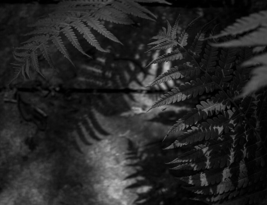 Ferns and shadows