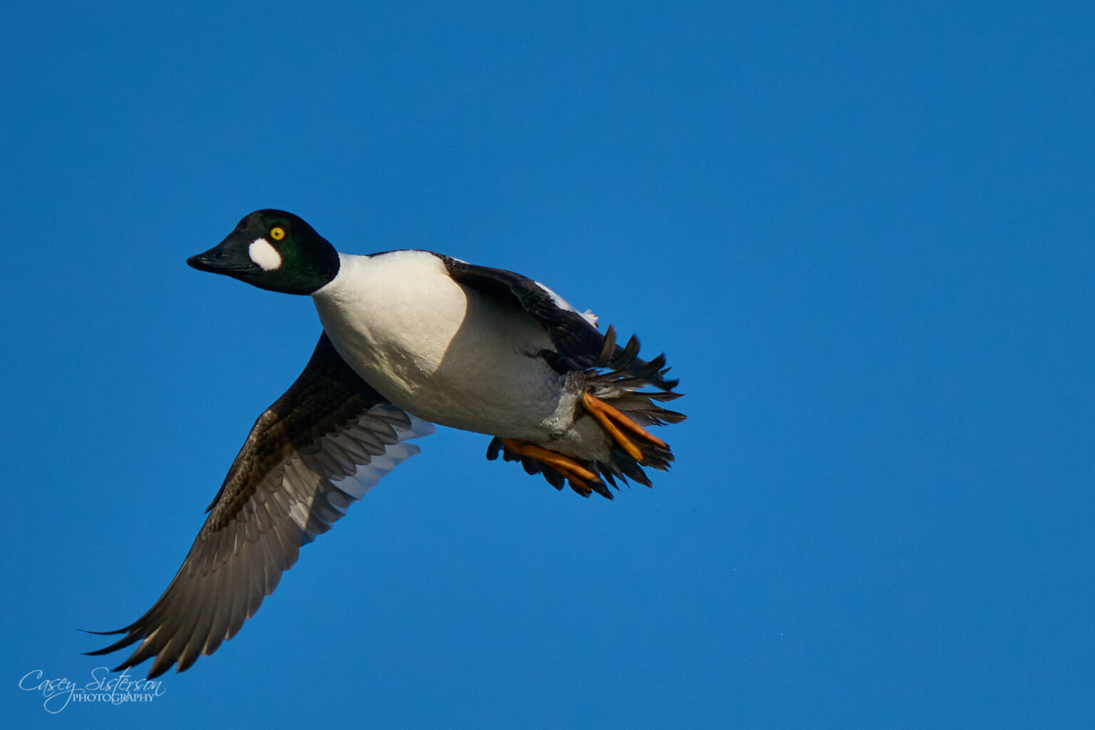A common goldeneye taking off from open water. Ducks in Manitoba
