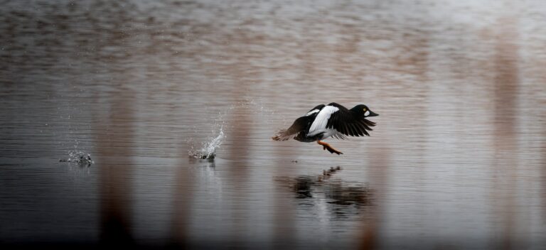 Common goldeneye taking off across the water