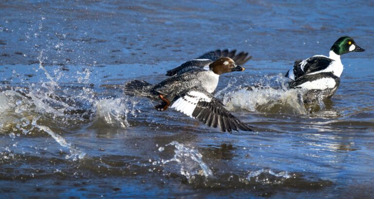 Common goldeneye pair, a female taking off beside a male