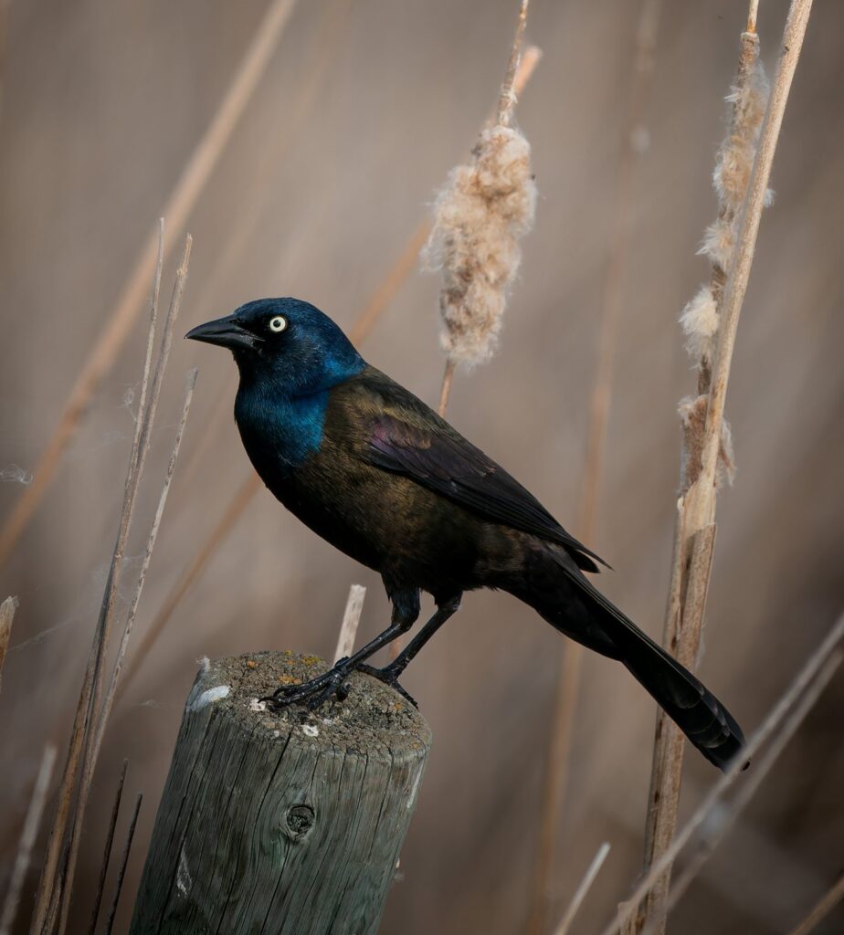 Common grackle