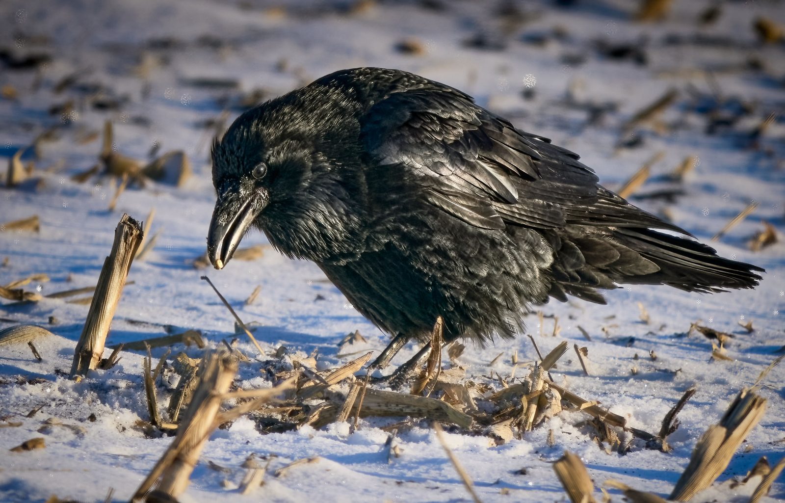 Common raven photographed in Manitoba