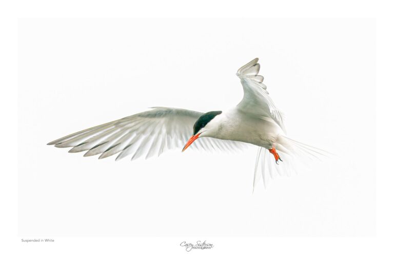 Common tern photographed in Manitoba