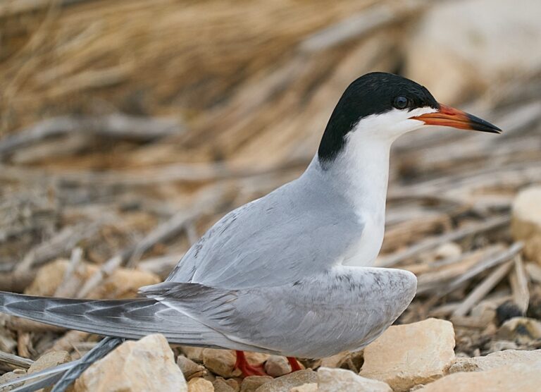 Common tern with a black cap and orange-red bill standing on rocks, Manitoba