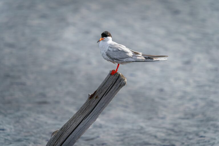 Common tern perched on a weathered post
