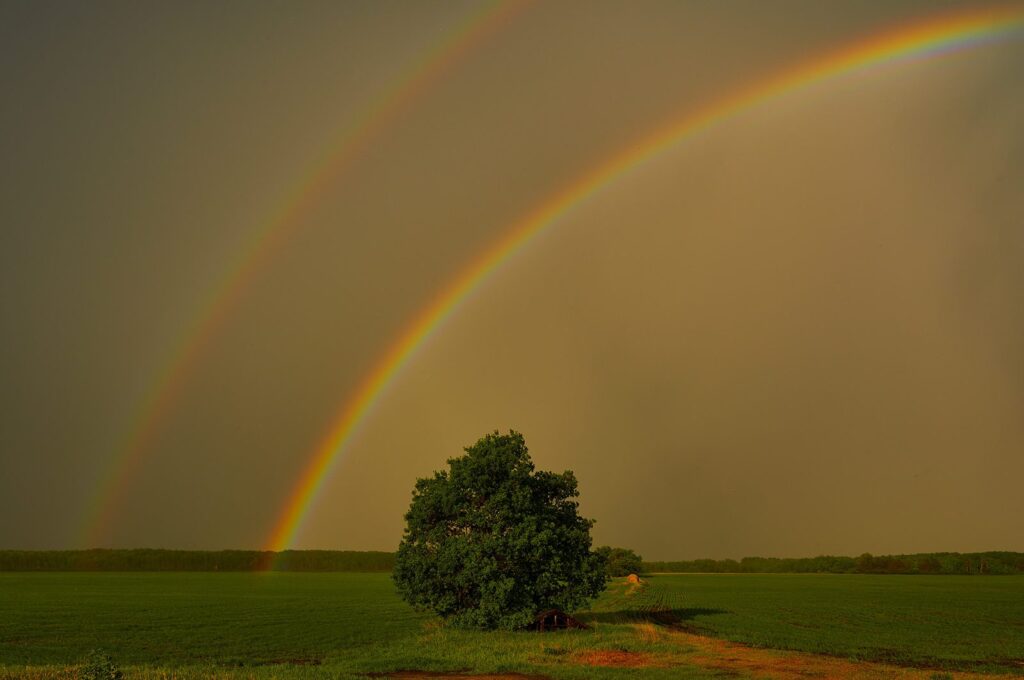 Double rainbow over a lone tree in a green field