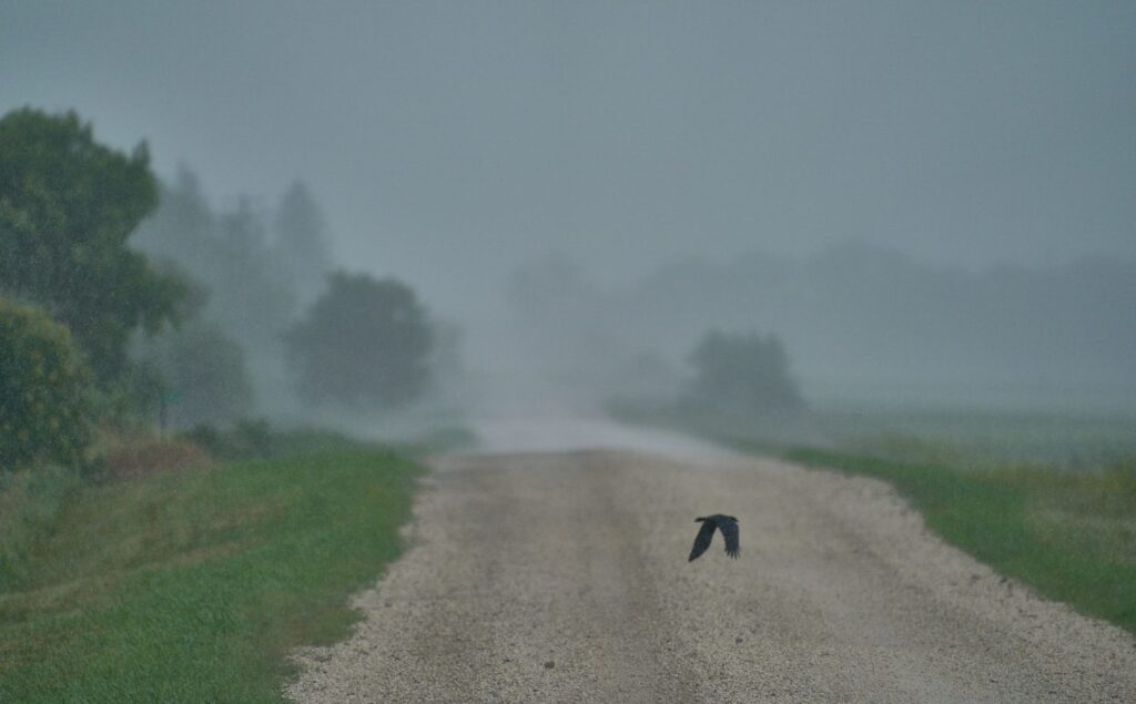 Misty gravel road with a bird flying low