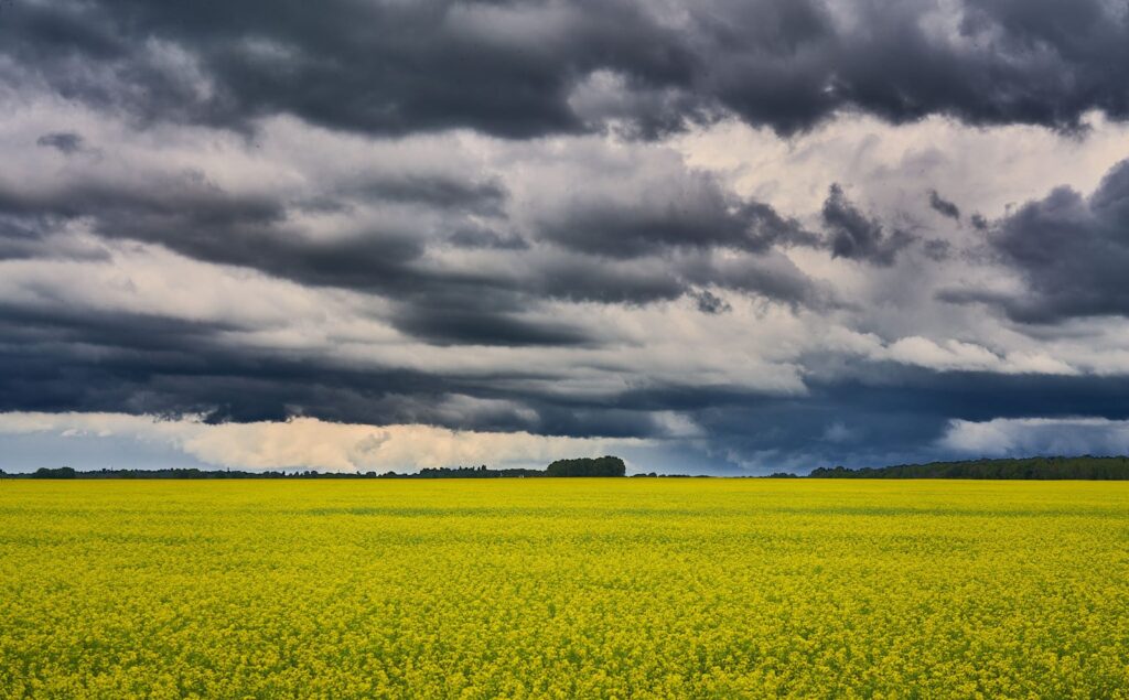 Dark storm clouds over a canola field