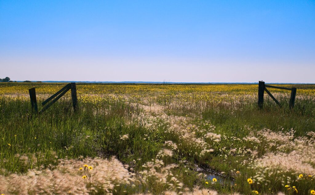 Fence and gate in a prairie meadow of wildflowers under a blue sky