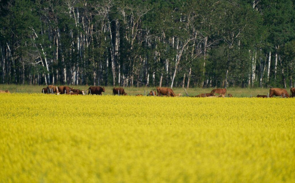 Cattle at the edge of a canola field in front of an aspen bluff